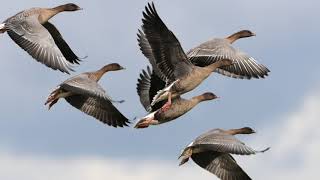 pink footed geese in Norfolk [upl. by Eaver]