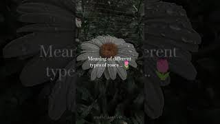 Meanings of different types of roses💫💕🤝trending aesthetic ytshorts fypシ゚viral [upl. by Zullo]