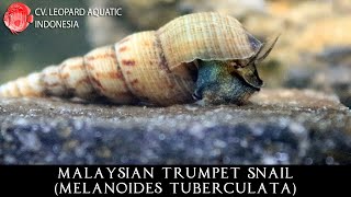 Melanoides tuberculata THE GENEROUS MALAYSIAN TRUMPET SNAIL Leopard Aquatic W043A [upl. by Artemisa]