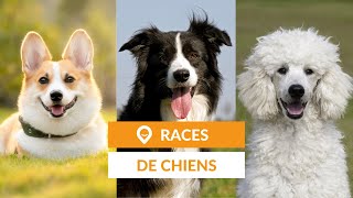 Liste des races de chiens Guide [upl. by Lindsley233]