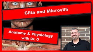 Cilia and Microvilli Anatomy and Physiology [upl. by Tiphanie]