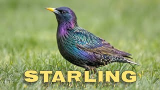 Common starling sounds starling call [upl. by Ahsenhoj]