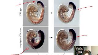 Paraxial Mesoderm Chapter 17 [upl. by Kalli]