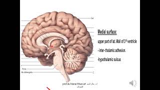 Diencephalon 1 thalamus  ProfDr Manal Elsawaf [upl. by Eseuqcaj457]