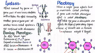 Epistasis  Bombay phenotype  Pleiotropy  class 12 [upl. by Enirehtacyram560]