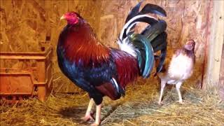 How to Start Gamefowl Breeding 2 [upl. by Annayram602]