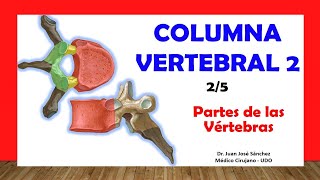 🥇 COLUMNA VERTEBRAL 25  Partes de las Vértebras Típicas Fácil y Sencillo [upl. by Couchman]