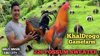 226 POSSUM SWEATER  KhalDrogo Gamefarm  Quality Gamefowl in the Philippines [upl. by Knudson]