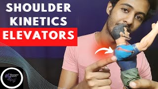 SHOULDER KINETICS ELEVATORS SHOULDER COMPLEX BIOMECHANICSPhysiotherapy Tutorials [upl. by Vig]