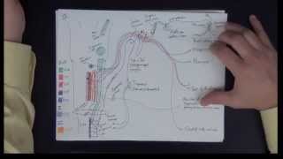 Neuroanatomy  Cranial Nerves IX X XI XII  Drawing the Pathways [upl. by Kciredes]