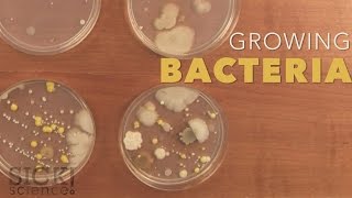 Growing Bacteria  Sick Science 210 [upl. by Ydnir]