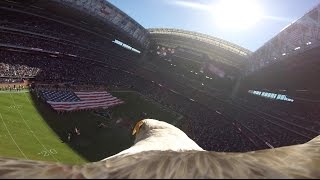 Educational Bald Eagle quotChallengerquot Soars with Action Camera During National Anthem [upl. by Otilia473]