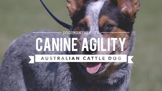 AUSTRALIAN CATTLE DOG CANINE AGILITY [upl. by Pellikka]