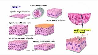 Tejido epitelial Histología Ross [upl. by Slen669]