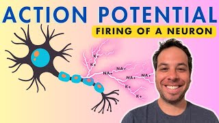 Action Potential  Firing of a Neuron  Depolarization [upl. by Newob440]