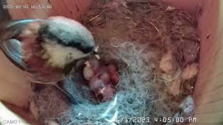 Chestnutbacked Chickadee Chicks [upl. by Whitman]