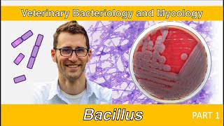 Bacillus Part 1  Veterinary Bacteriology and Mycology [upl. by Malamut]