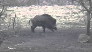 Wild boar hunting in Belarus [upl. by Sile]