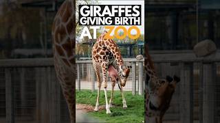 Giraffes Giving Birth at the Zoo giraffes zooanimals giraffelife BlipClipshorts [upl. by Prussian844]