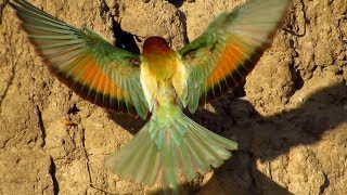 European beeeater Merops apiaster feeding chicks on nesting site [upl. by Halika]