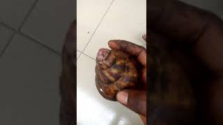 Simple Difference Between Snail Achatina Achatina and Achatina Marginata [upl. by Hassadah635]