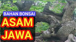 Bonsai Serem  Tamarindus Indica [upl. by Sarette]