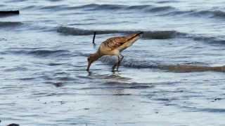 Bartailed Godwits Limosa lapponica  Pfuhlschnepfen 1 [upl. by Ansell]