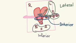 EKG 07 QRS Interval [upl. by Brittney]