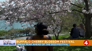 Daytime Buffalo Buffalo Cherry Blossom Festival  Olmstead Park Sponsored Segment [upl. by Aizatsana]