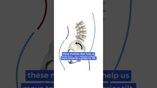 How to Correct Anterior Pelvic Tilt [upl. by Eatnahs]