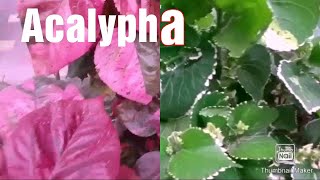 2 types of Acalyphacopperleaf How to grow by cutting [upl. by Ivanah83]