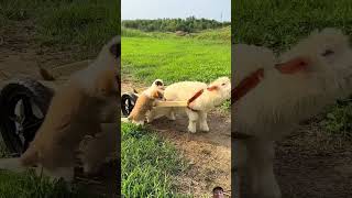 Dog Help Lamb Subscribe cutedogs cuteanimals [upl. by Notsniw211]