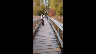 Toogood Pond Park in Unionville in Autumn Colors markham canada ontario shorts [upl. by Naehgem]