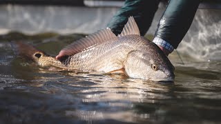 Fly Fishing Redfish With Poppers In Louisiana [upl. by Efthim223]