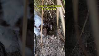 Lagotto Romagnolo Puppy loves digging holes lagottoromagnolo puppy digging [upl. by Delacourt]