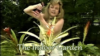 How to Nurture Bromeliads Indoors [upl. by Aleehs]