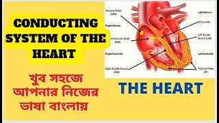 Conducting system of the heart ll  in Bengali language  SMART STUDY CLASSES 🤞🤞 [upl. by Haland]