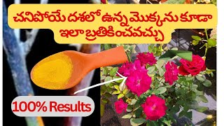 Roses లో వచ్చే Dieback ఎండుతెగులు Disease కారణాలుపరిష్కారాలు gardentipsthotamali [upl. by Alf]