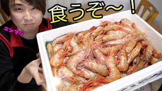 発注ミス？大量のボタンエビが来ました。しゃあない。食いまくろう！！ [upl. by Farmelo]