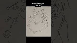 Bsc question  Life cycle of the Entamoebahistolytica diagram experiment science diagram bsc [upl. by Egnalos]