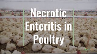 Biofeed Technology  Necrotic Enteritis in Poultry [upl. by Odarnoc12]