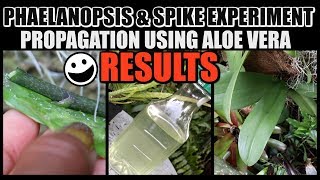 RESULTS Propagation Experiment Using Aloe Vera GelWater  Phalaenopsis Orchid [upl. by Aizek]