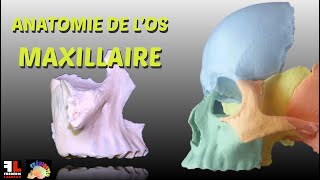 Anatomie de los maxillaire [upl. by Karrie]