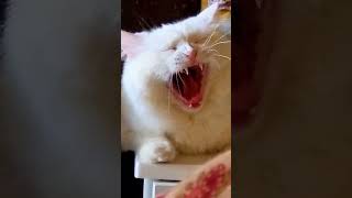 Yawning Cat cute cat funny catvideos shorts [upl. by Otrevire]