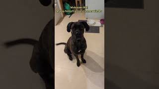 Tabu heißt Raus aus der Küche Cane Corso hinterfragt canecorso hundetraining [upl. by Lunseth464]