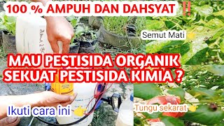 CARA AGAR PESTISIDA ORGANIK SEKUAT PESTISIDA KIMIA ‼️ IKUTI CARA INI👉 [upl. by Lombard]