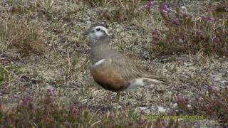 FJÄLLPIPARE Eurasian Dotterel Charadrius morinellus Klipp  34 [upl. by Anialed146]