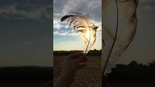 Kranichfeder  Mauserfeder im Feld gefunden  This is a feather from a crane Grus grus [upl. by Notloc]