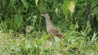 Corncrake in Poland [upl. by Vergos406]