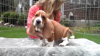 Gracies 7 wk european basset hound puppies [upl. by Ayrolg625]